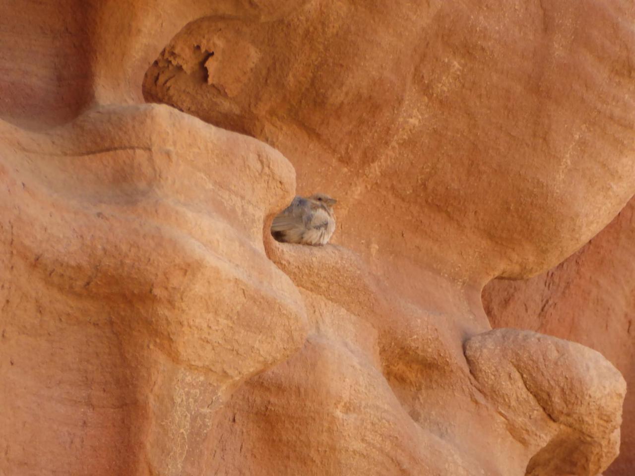 Real Bedouin Experience Tours & Camp Hotel Wadi Rum Exterior foto